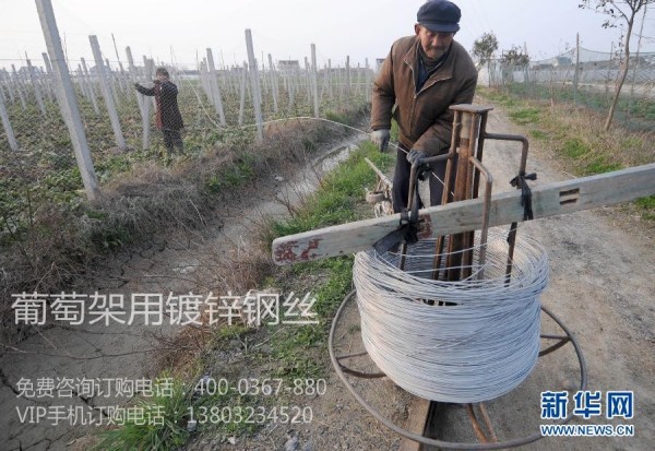 葡萄架鋼絲